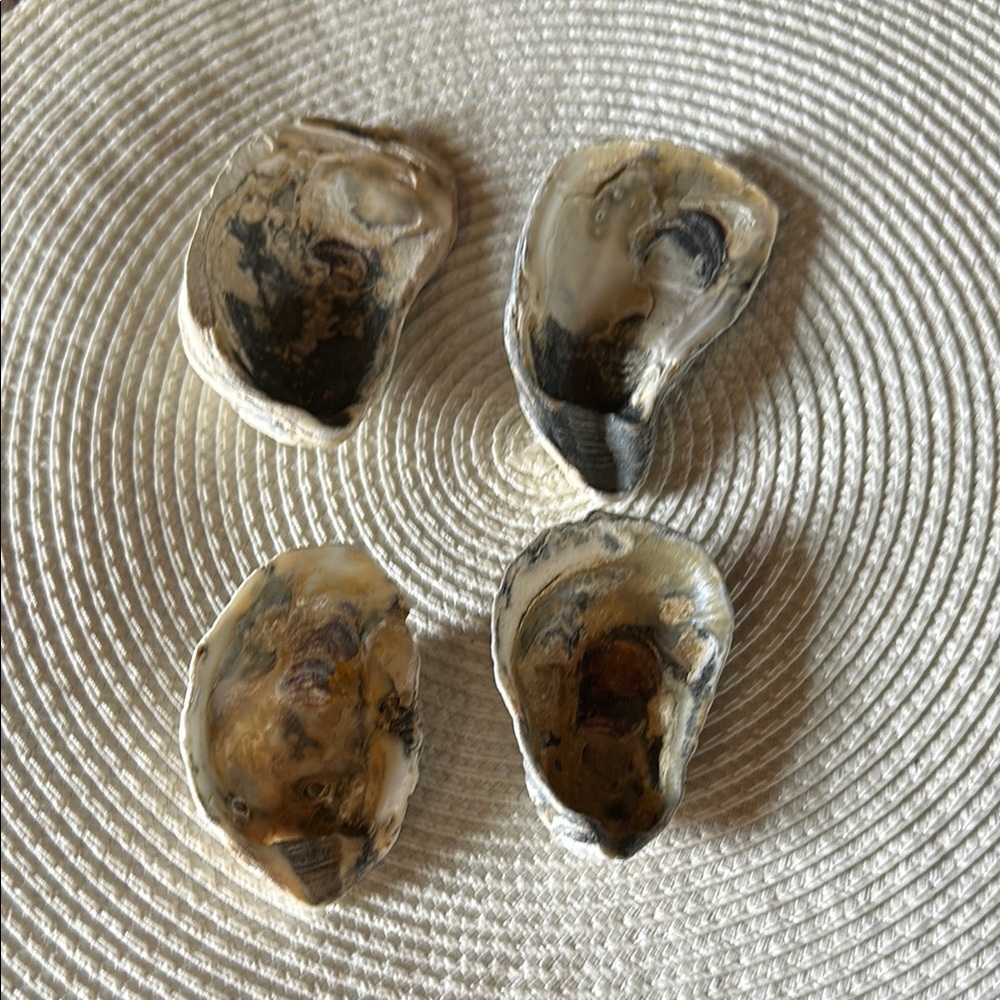 Natural Atlantic Oyster Shells Trinket Dish or Crafting Shells